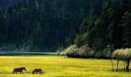 香格里拉最新爆料,揭秘神秘高原的传奇故事与未解之谜